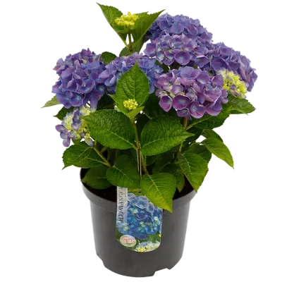 Hortensja ogrodowa niebieska Hydrangea macrophylla