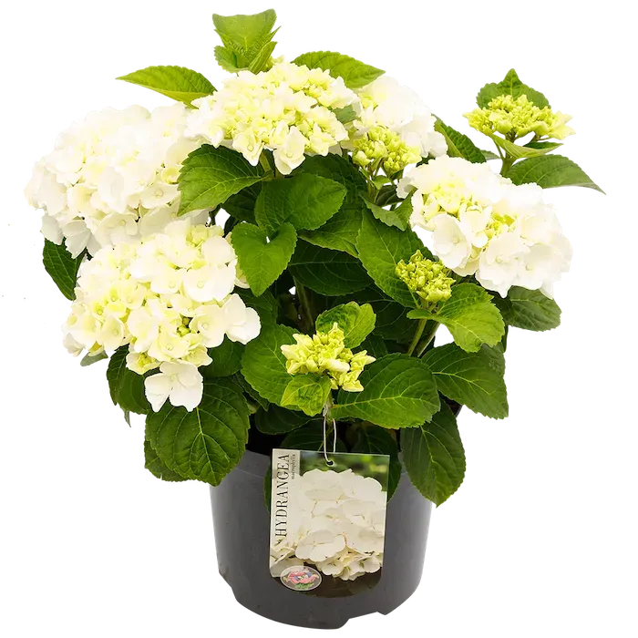 Hortensja ogrodowa biała Hydrangea macrophylla