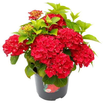 Hortensja ogrodowa czerwona Hydrangea macrophylla
