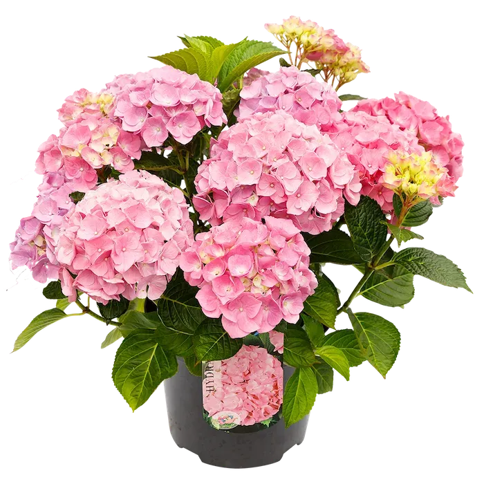 Hortensja ogrodowa różowa Hydrangea macrophylla