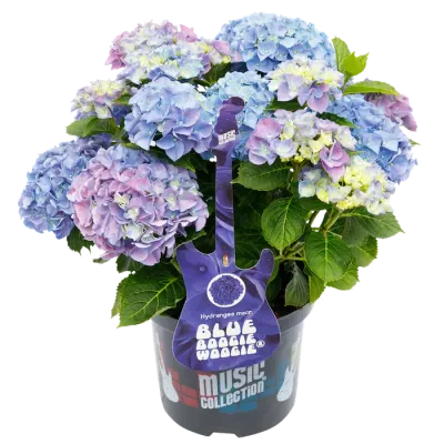 Hortensja kwitnąca na jednorocznych pędach 'Music Collection® Boogie Woogie®' Hydrangea macrophylla