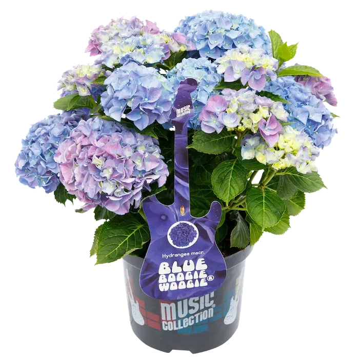 Hortensja kwitnąca na jednorocznych pędach 'Music Collection® Boogie Woogie®' Hydrangea macrophylla