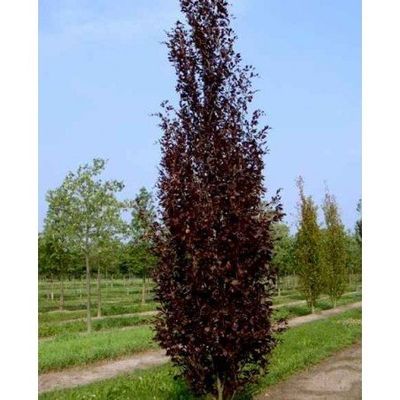 Buk kolumnowy 'Dawyck Purple' Fagus sylvatica