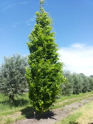 Buk kolumnowy 'Dawyck Gold' Fagus sylvatica