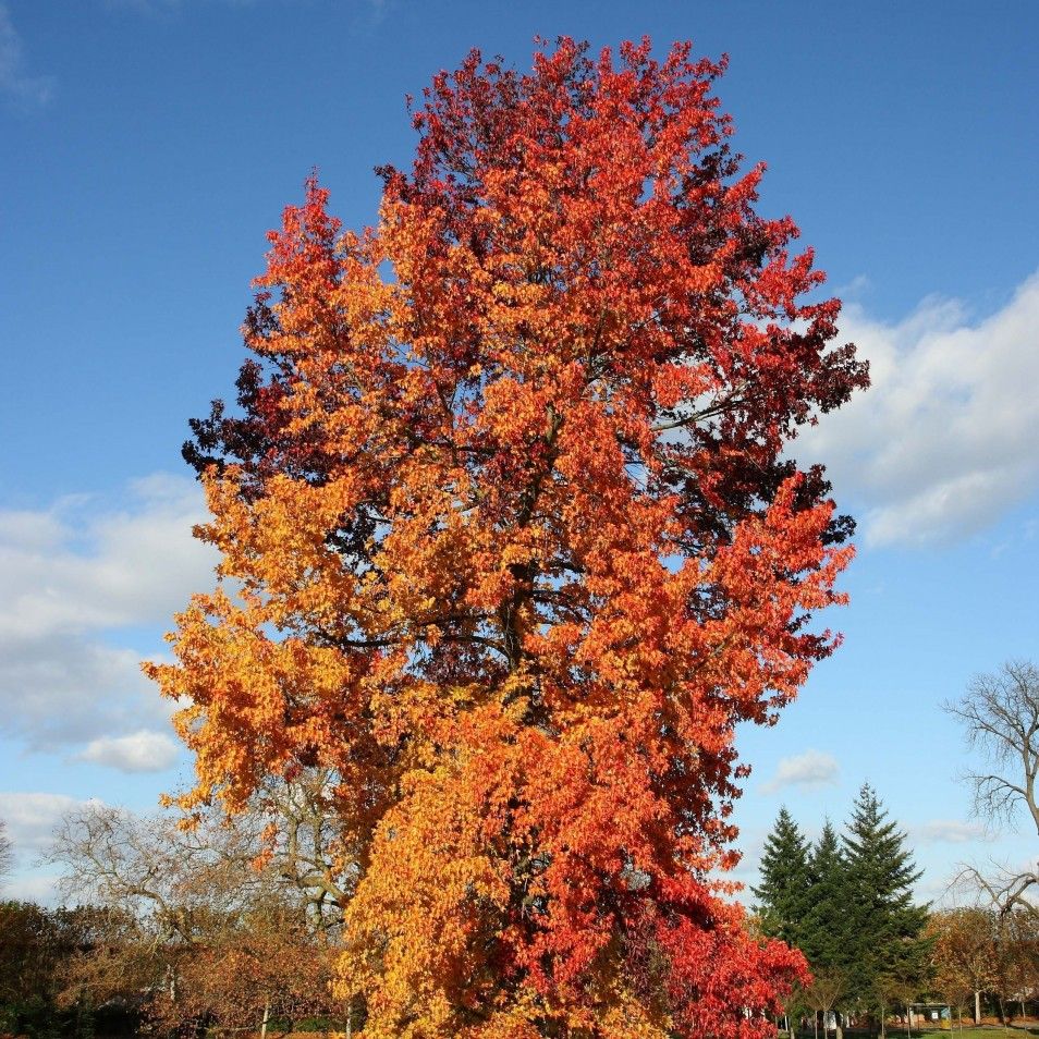 Ambrowiec balsamiczny 'Golden Sun' Liquidambar styraciflua