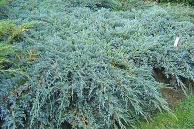 Jałowiec łuskowaty 'Blue Carpet' Juniperus squamata