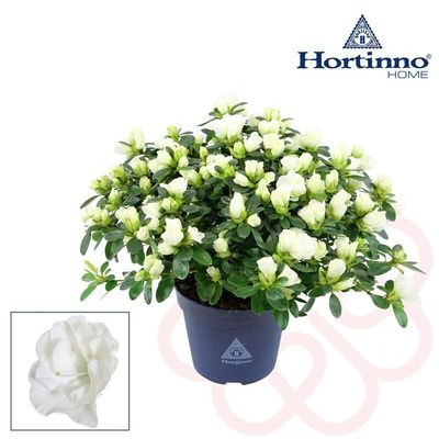 Azalia Hortinno® 'Noralinde Beli' Azalea