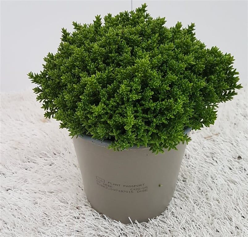 Hebe 'Emerald Green'