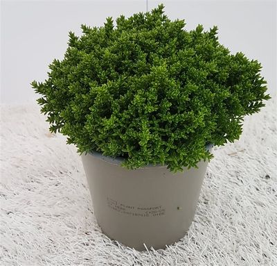 Hebe 'Emerald Green'