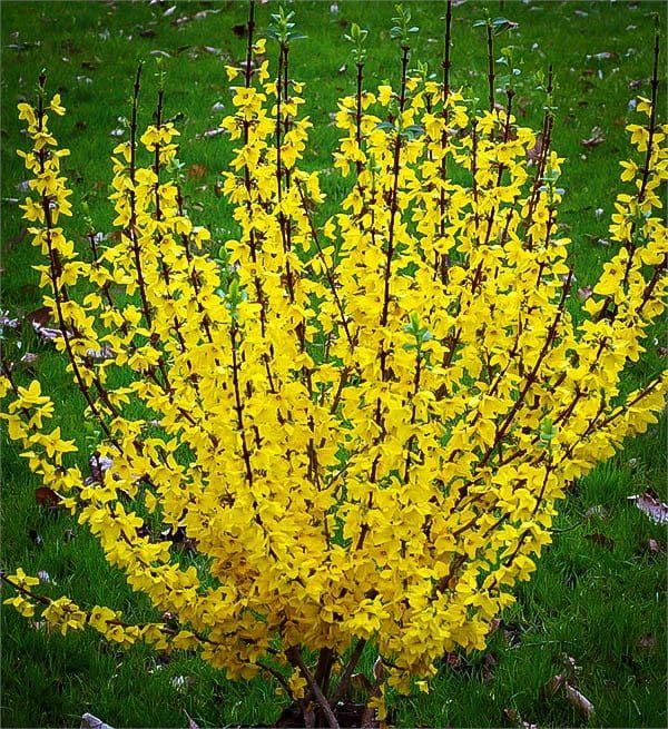 Forsycja 'Goldrausch' Forsythia intermedia