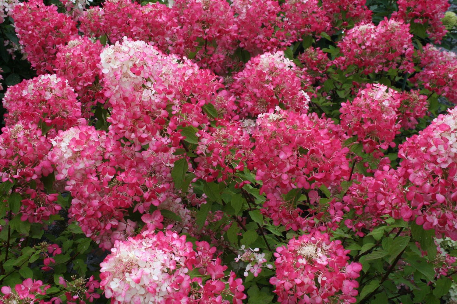 Hortensja bukietowa na pniu 'Diamant Rouge'® Hydrangea paniculata