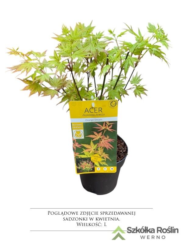 Klon palmowy 'Orange dream' Acer palmatum