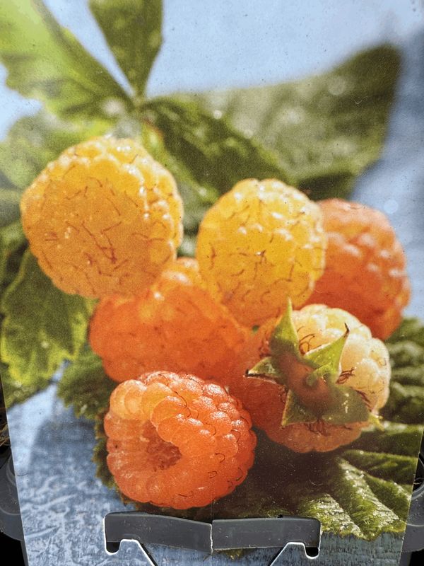 Malina żółta 'Fallgold' Rubus idaeus