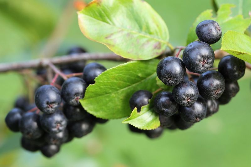 Aronia czarna 'Black chokeberry' Aronia