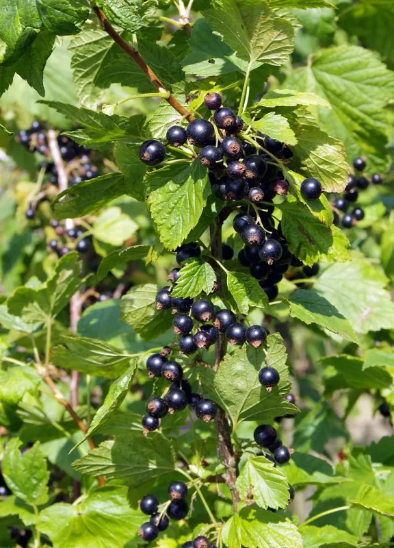 Porzeczka czarna 'Titania' Ribes
