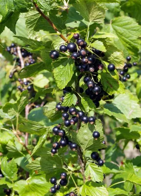 Porzeczka czarna 'Titania' Ribes