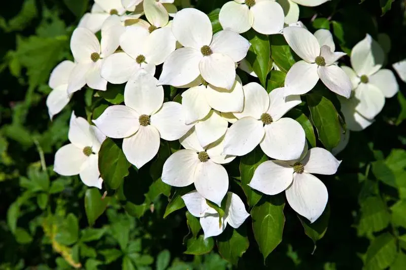 Dereń kousa Cornus kousa