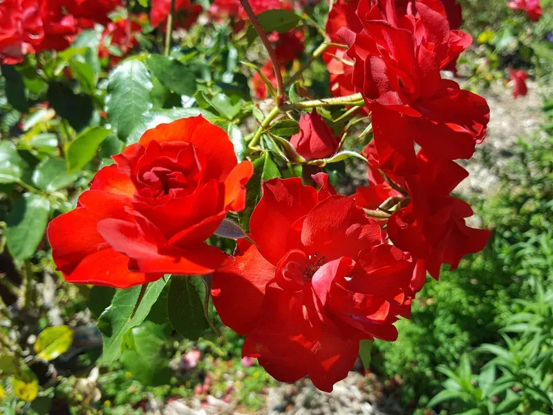 Róża pnąca 'GPT La Sevillana' Rosa