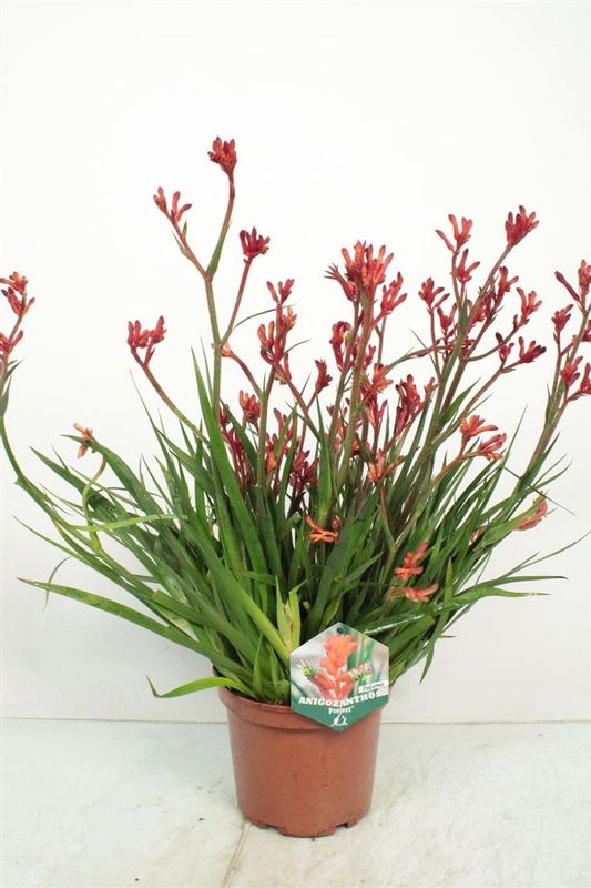 Kangurza łapa 'Beauty Orange'® Anigozanthos