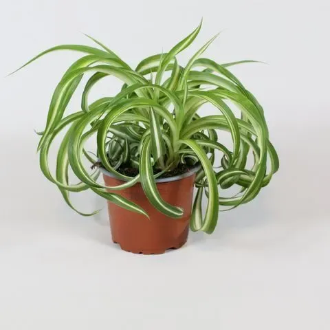 Zielistek 'Bonnie' Chlorophytum com.