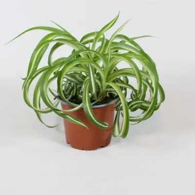 Zielistek 'Bonnie' Chlorophytum com.