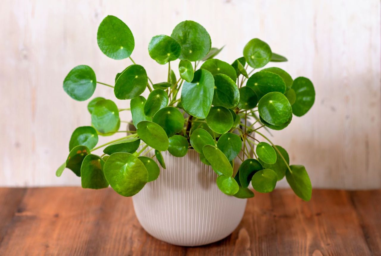 Pieniążek chiński Pilea peperomoides