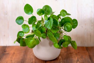 Pieniążek chiński Pilea peperomoides