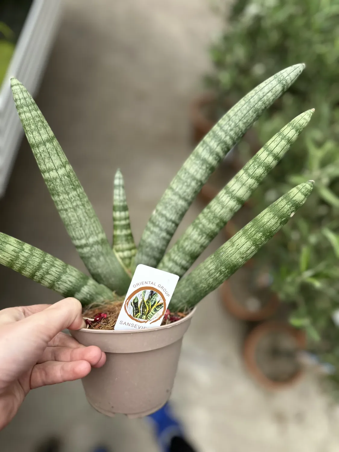 Sansewieria 'Handshake' Sansevieria