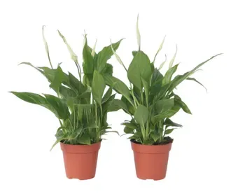 Skrzydłokwiat 'Torelli' Spathiphyllum