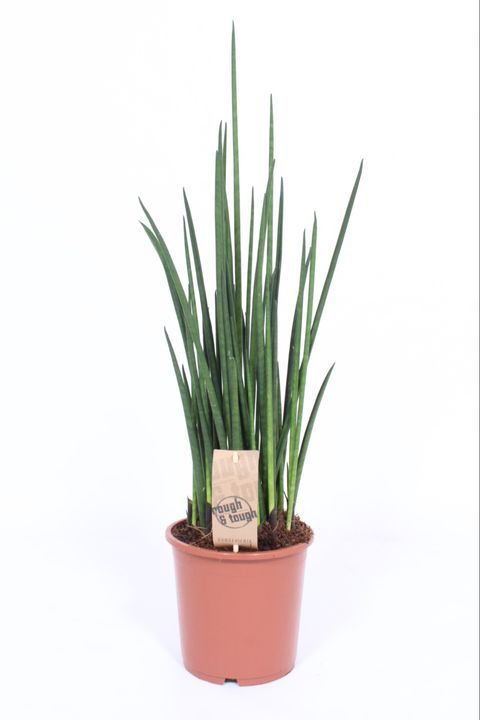 Sansewieria 'Mikado' Sansevieria bacularis