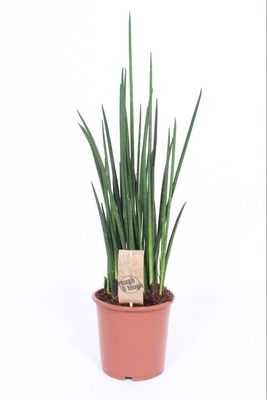 Sansewieria 'Mikado' Sansevieria bacularis