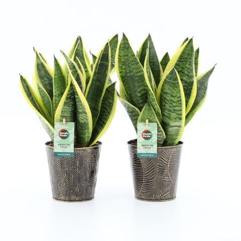 Sansewieria 'Future Superba' Sansevieria