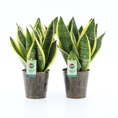 Sansewieria 'Future Superba' Sansevieria