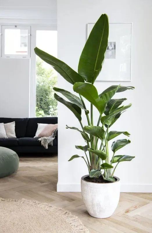 Strelicja królewska Strelitzia reginae