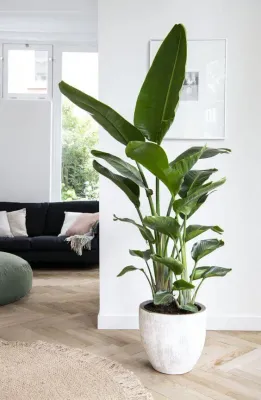 Strelicja królewska Strelitzia reginae