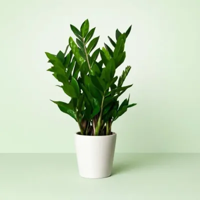 Zamiokulkas Zamioculcas zamiifolia