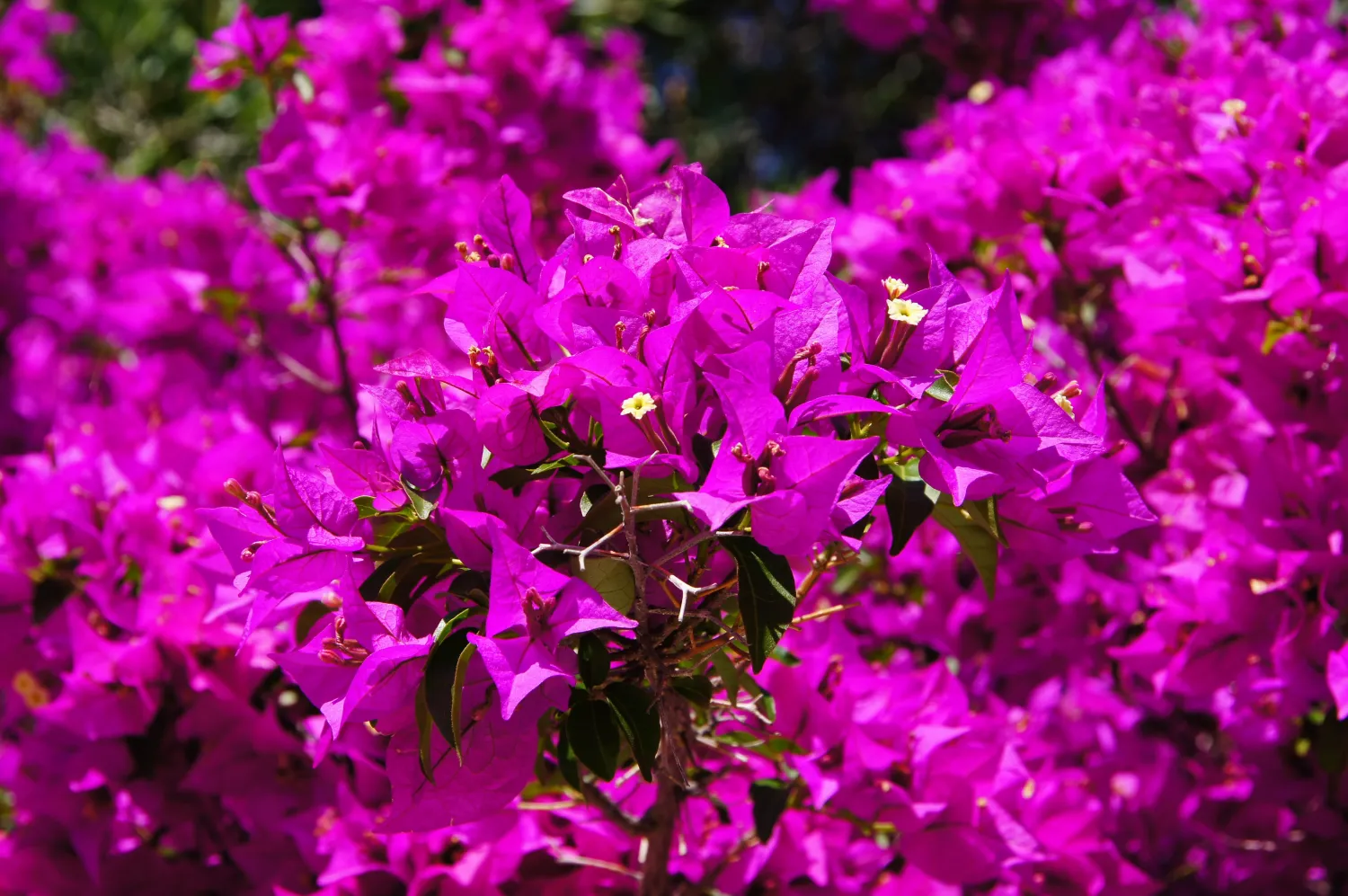 Bougainvillea purple