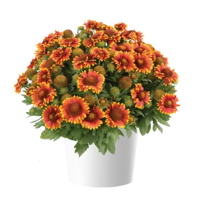 Gaillardia 'Gusto™ Sweet Chilli' Gaillardia aristata