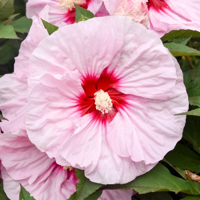 Hibiskus bagienny 'Summerfic™ All Eyes on Me' Hibiscus moscheutos