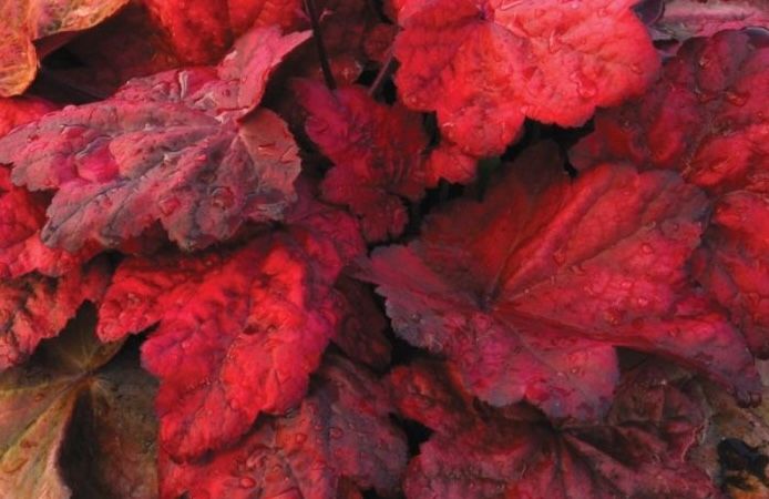 Żurawka 'Autumn Leaves' Heuchera