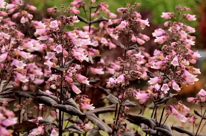 Penstemon 'Dakota Burgundy' Penstemon digitalis