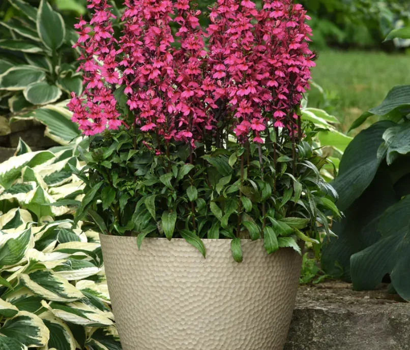 Lobelia okazała 'Fanship Deep Rose' Lobelia speciosa