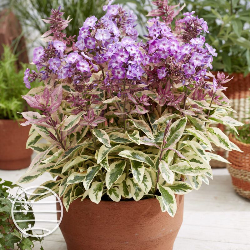 Floks wiechowaty 'Olympus' Phlox paniculata