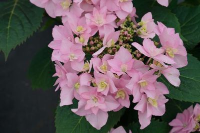Hortensja piłkowana Flair &amp; Flavours® 'Pink Sweetheart' Hydrangea serrata