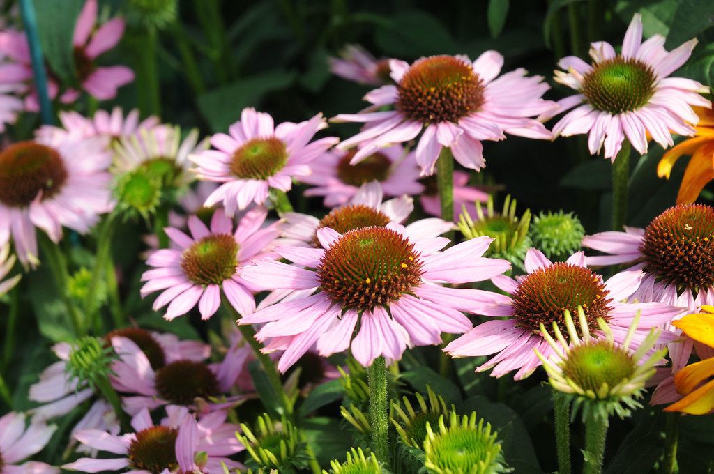 Jeżówka 'Cornetto Melon' Echinacea hybrida