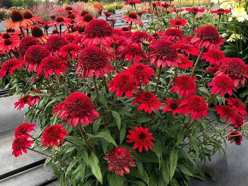 Jeżówka 'Sunny Days Ruby' Echinacea hybrida