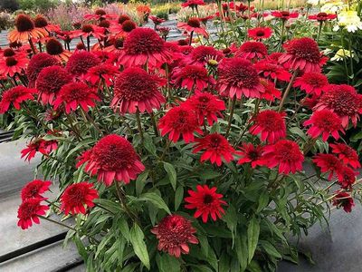 Jeżówka 'Sunny Days Ruby' Echinacea hybrida
