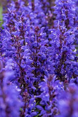 Szałwia omszona 'Noble Knight' Salvia nemorosa
