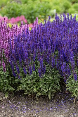 Szałwia omszona 'Noche' Salvia nemorosa