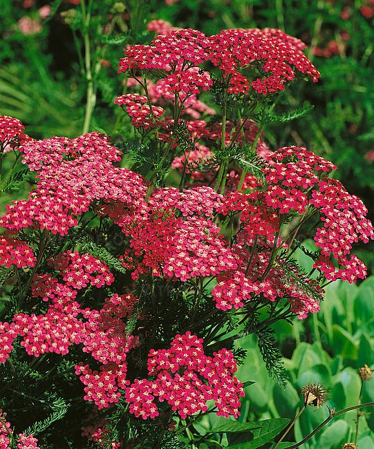 Krwawnik 'Cerise Queen' Achillea millefolium